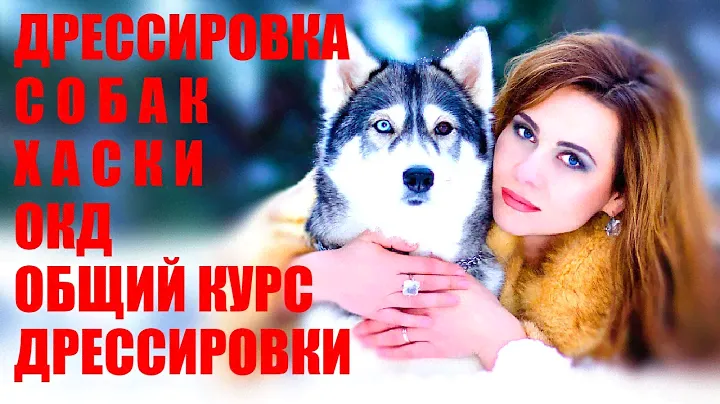 ОКД общий курс дрессировки.