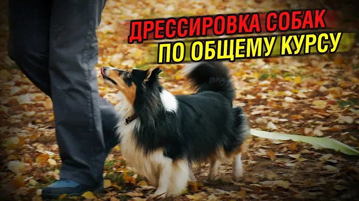 Дрессировка собак | Общий курс, базовые упражнения